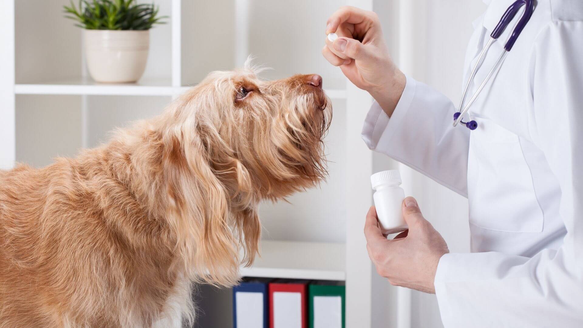 A dog giving a pill to a vet