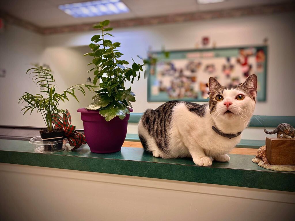 Animal Emergency Clinic Of The Hudson Valley FAQs