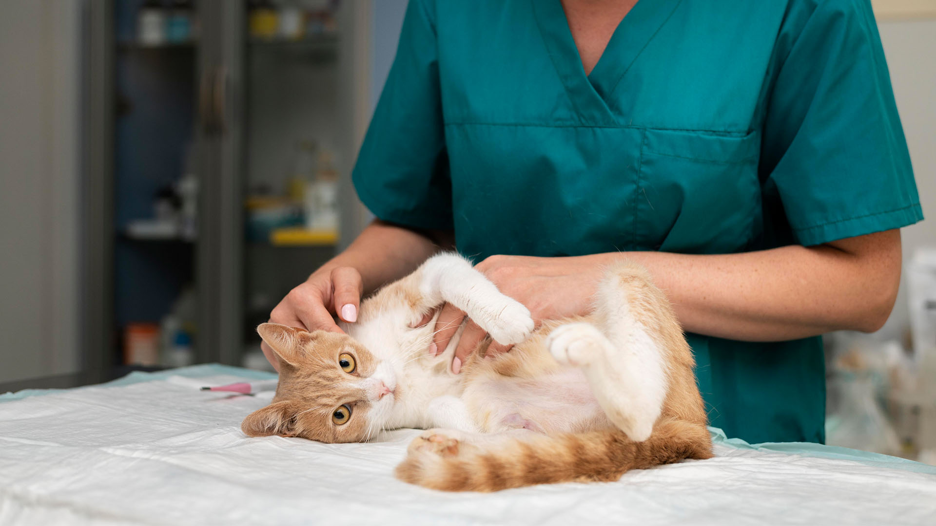 close-up-veterinarian-taking-care-cat
