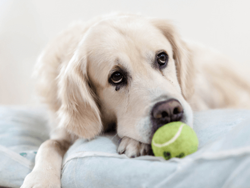 a dog lying on a pillow with a tennis ball in its mouth