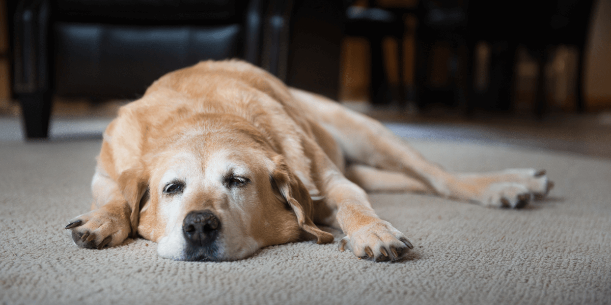 Pet end of life care
