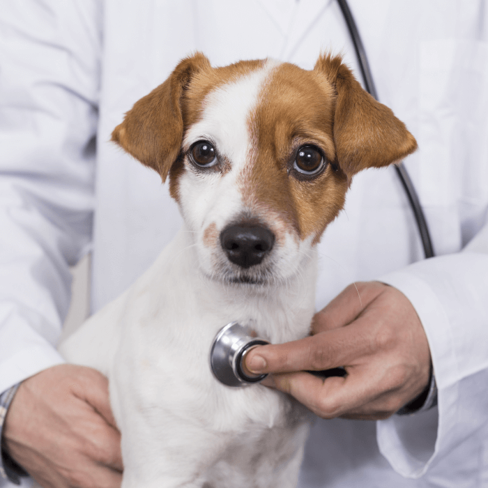 a dog with a stethoscope on its neck