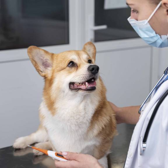 A dog being checked by a doctor