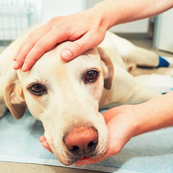 A hand touching a dog's head