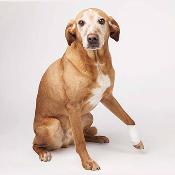 A dog with a bandaged paw